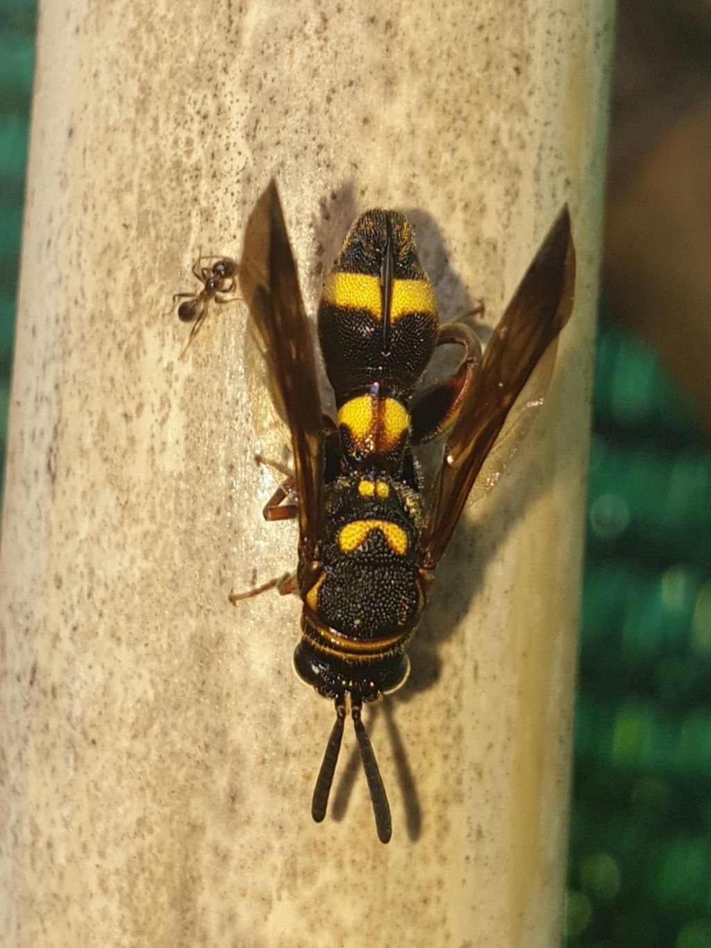 Leucospidae che attenzionano un nido di Isodontia mexicana